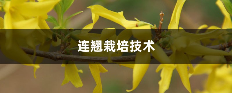 连翘栽培技术,栽培与管理 连翘栽培技术,栽培与管理