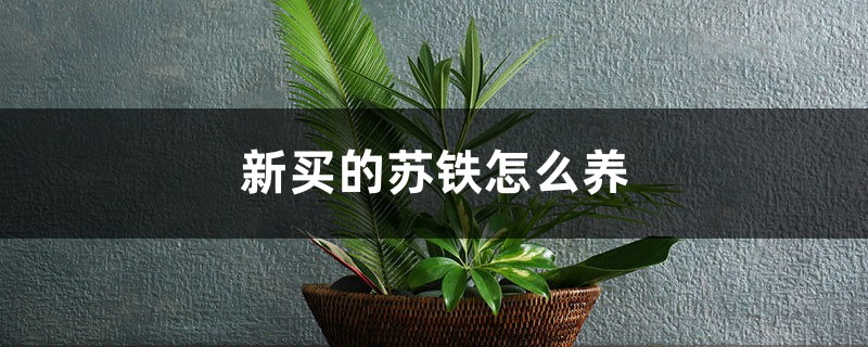 新买的苏铁怎么养 新买的苏铁怎么养