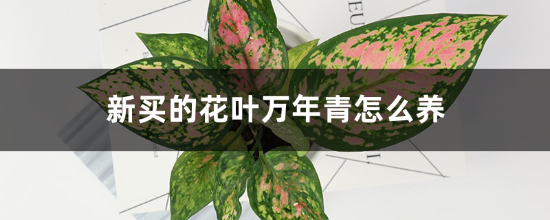 新买的花叶万年青怎么养 新买的花叶万年青怎么养