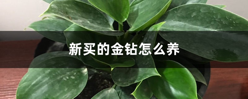 新买的金钻怎么养 新买的金钻怎么养