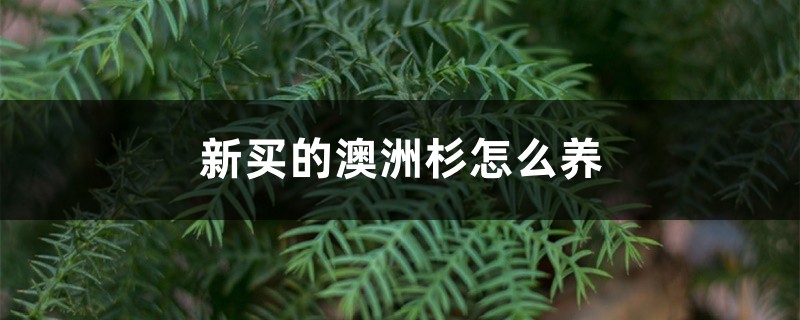 新买的澳洲杉怎么养 新买的澳洲杉怎么养