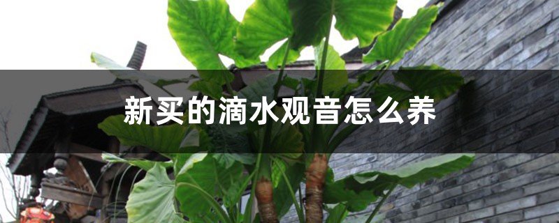 新买的滴水观音怎么养 新买的滴水观音怎么养
