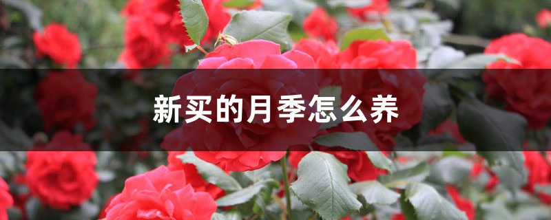 新买的月季怎么养 新买的月季怎么养