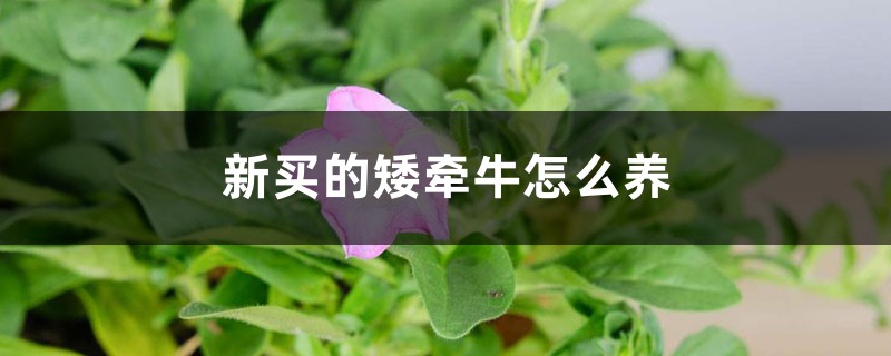 新买的矮牵牛怎么养 新买的矮牵牛怎么养