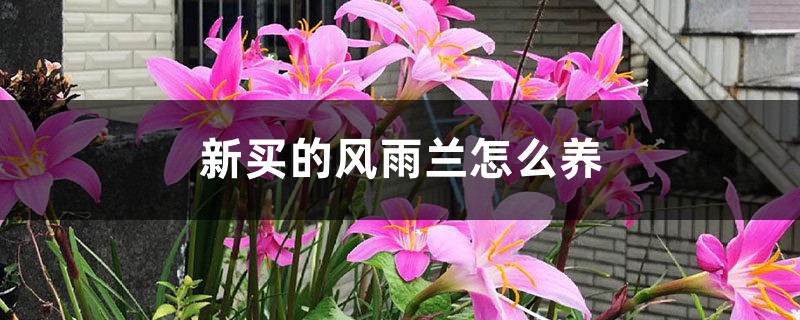 新买的风雨兰怎么养 新买的风雨兰怎么养
