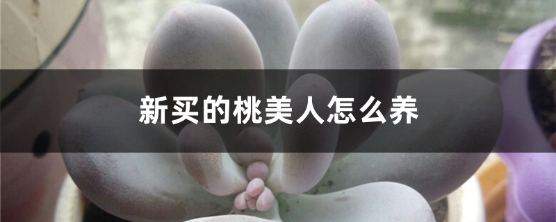 新买的桃美人怎么养 新买的桃美人怎么养