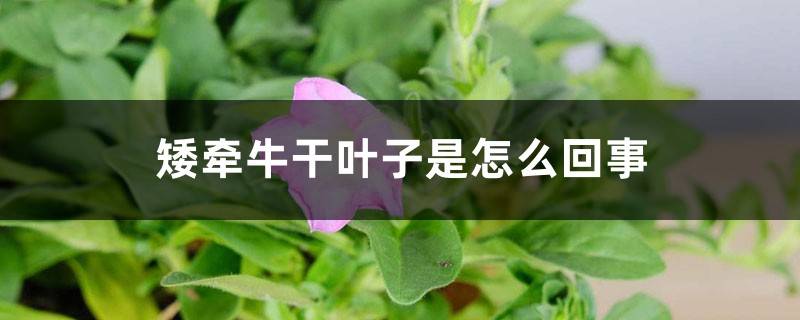 矮牵牛干叶子是怎么回事 矮牵牛干叶子是怎么回事