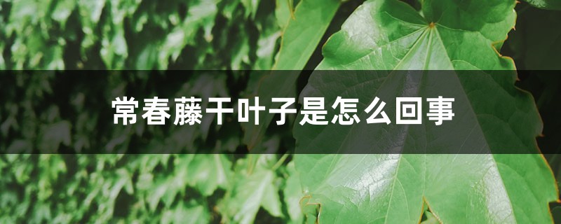 常春藤干叶子是怎么回事 常春藤干叶子是怎么回事