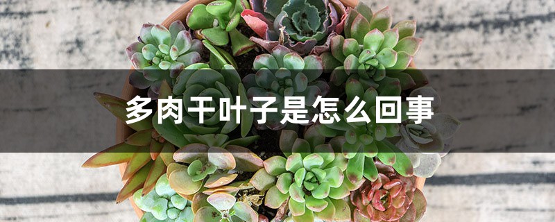 多肉干叶子是怎么回事 多肉干叶子是怎么回事