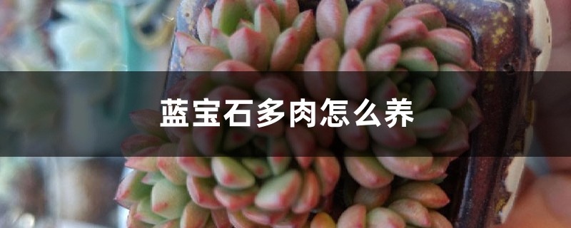 蓝宝石多肉怎么养,和红宝石有什么区别 蓝宝石多肉怎么养,和红宝石有什么区别