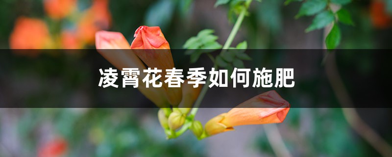 凌霄花春季如何施肥,几月份施肥比较好 凌霄花春季如何施肥,几月份施肥比较好