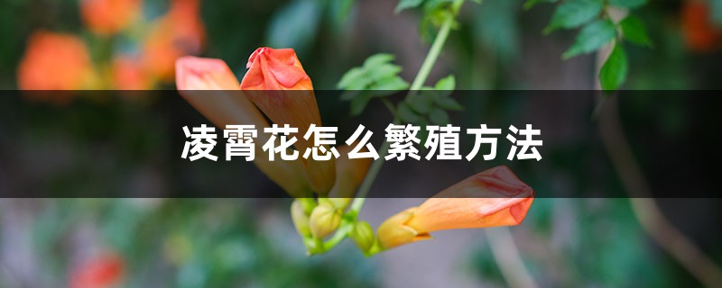 凌霄花怎么繁殖方法,是什么季节开的 凌霄花怎么繁殖方法,是什么季节开的