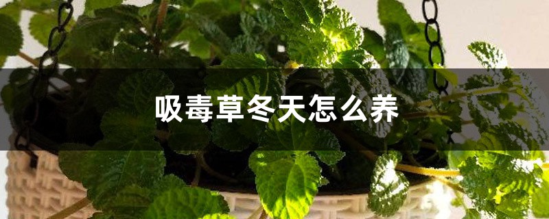 吸毒草冬天怎么养,会冻死吗 吸毒草冬天怎么养,会冻死吗
