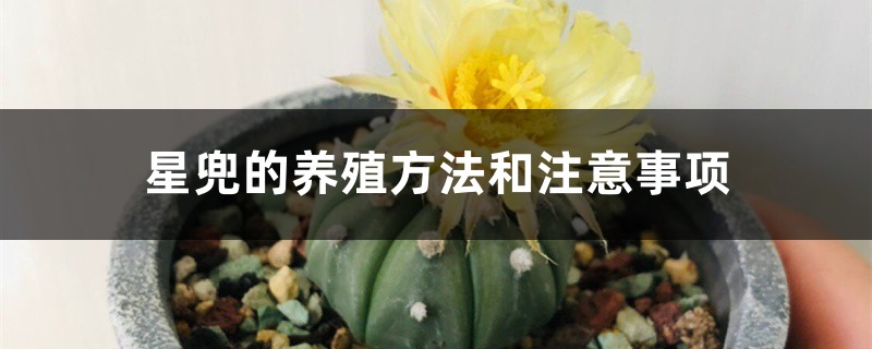 星兜的养殖方法和注意事项 星兜的养殖方法和注意事项