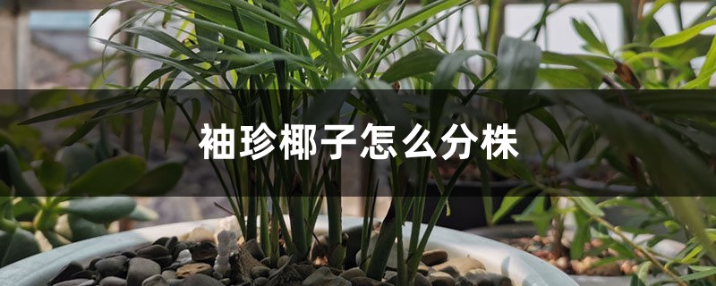 袖珍椰子怎么分株,什么时候分盆好 袖珍椰子怎么分株,什么时候分盆好
