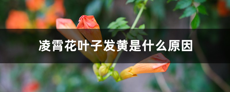 凌霄花叶子发黄是什么原因,怎么办 凌霄花叶子发黄是什么原因,怎么办