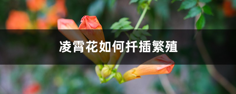 凌霄花如何扦插繁殖，扦插方法和时间