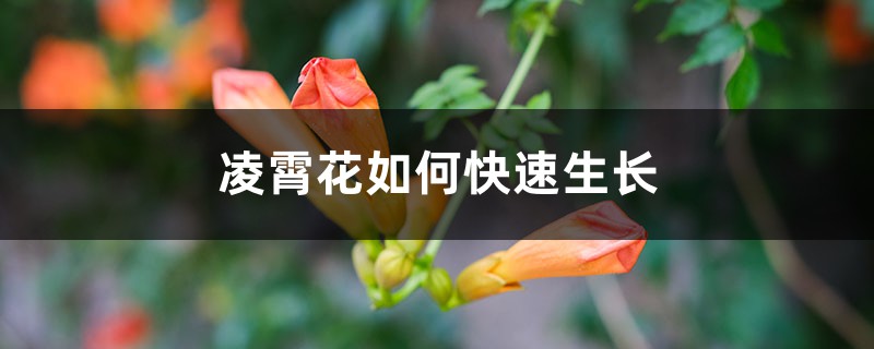 凌霄花如何快速生长,养护几天浇一次水 凌霄花如何快速生长,养护几天浇一次水