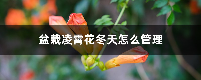 盆栽凌霄花冬天怎么管理,冬季最低温度 盆栽凌霄花冬天怎么管理,冬季最低温度