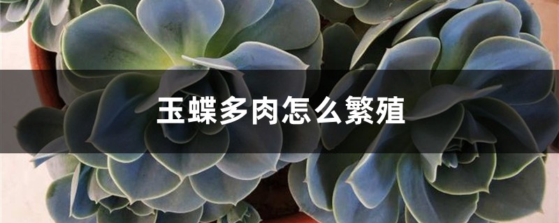 玉蝶多肉怎么繁殖,怎么养容易爆盆 玉蝶多肉怎么繁殖,怎么养容易爆盆