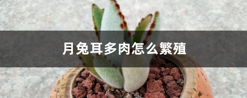 月兔耳多肉怎么繁殖,怎么养 月兔耳多肉怎么繁殖,怎么养