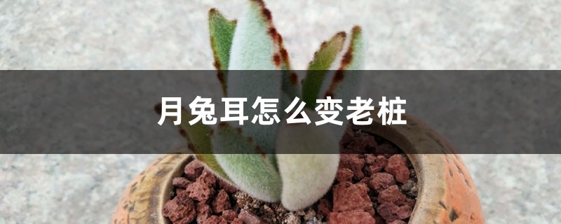 月兔耳怎么变老桩,徒长怎么办 月兔耳怎么变老桩,徒长怎么办