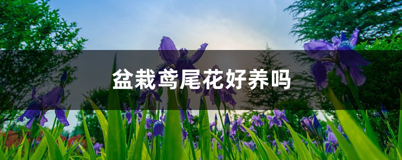 盆栽鸢尾花好养吗,怎么养护 盆栽鸢尾花好养吗,怎么养护