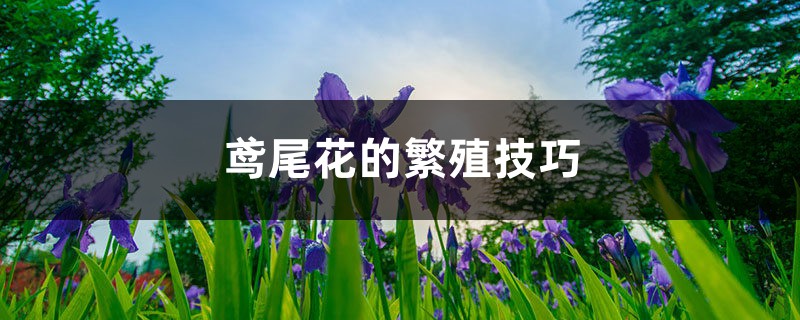 鸢尾花的繁殖技巧,哪种更常用 鸢尾花的繁殖技巧,哪种更常用
