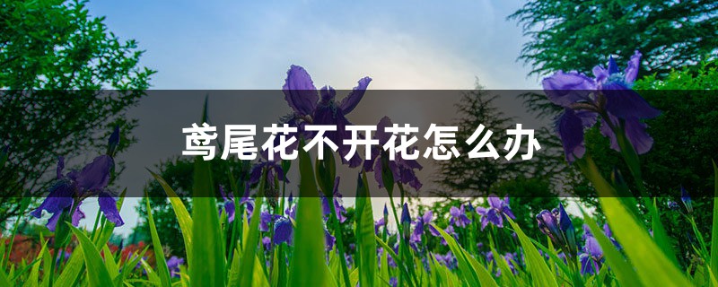 鸢尾花不开花怎么办,如何解决 鸢尾花不开花怎么办,如何解决