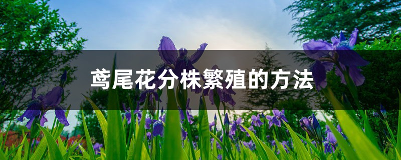 鸢尾花分株繁殖的方法,什么时间分株 鸢尾花分株繁殖的方法,什么时间分株