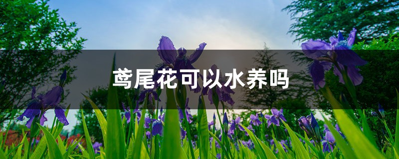 鸢尾花可以水养吗,怎么改为水培 鸢尾花可以水养吗,怎么改为水培