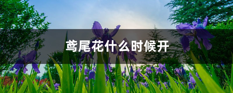 鸢尾花什么时候开,花期怎么养护 鸢尾花什么时候开,花期怎么养护