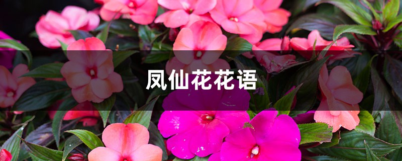 凤仙花花语,花期多长 凤仙花花语,花期多长