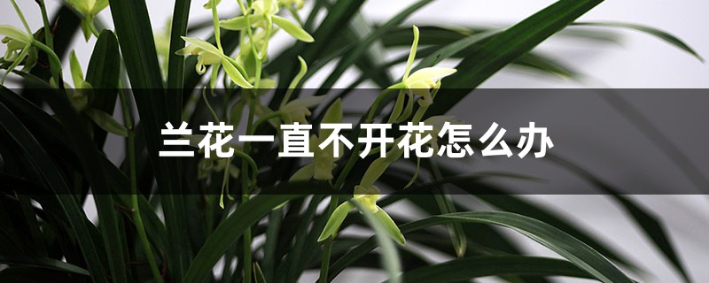 兰花一直不开花怎么办,如何让兰花开花 兰花一直不开花怎么办,如何让兰花开花
