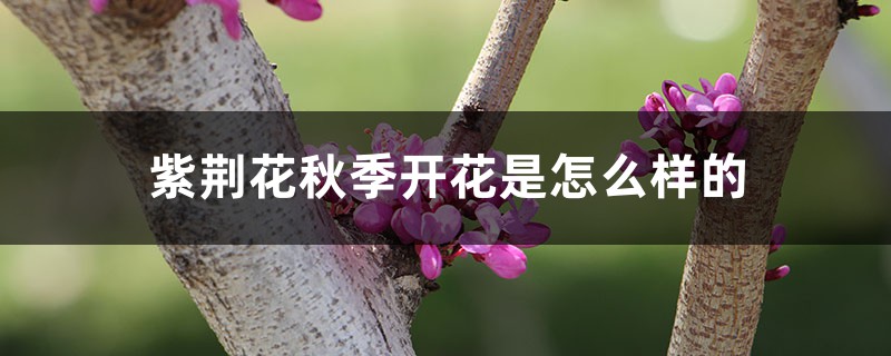 紫荆花秋季开花是怎么样的,多久施一次肥 紫荆花秋季开花是怎么样的,多久施一次肥