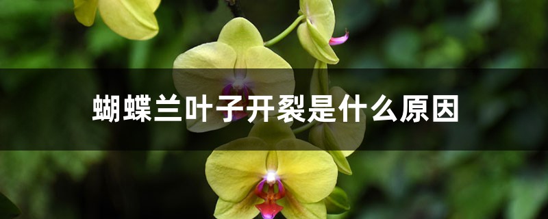 蝴蝶兰叶子开裂是什么原因,叶子褶皱变软 蝴蝶兰叶子开裂是什么原因,叶子褶皱变软