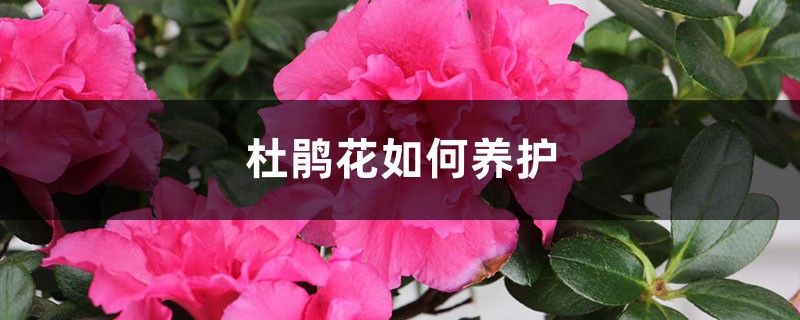 杜鹃花如何养护,提供什么土壤 杜鹃花如何养护,提供什么土壤