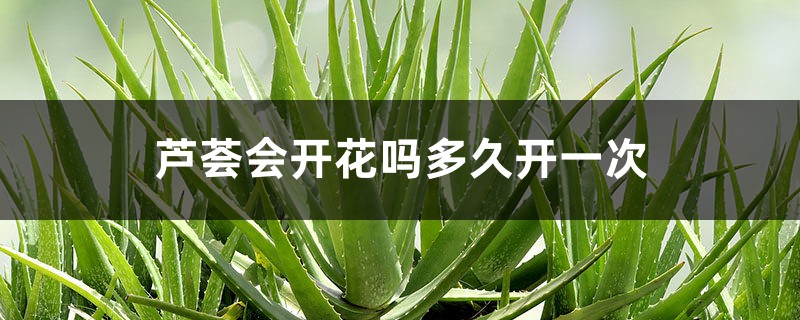 芦荟会开花吗多久开一次,如何促进开花 芦荟会开花吗多久开一次,如何促进开花
