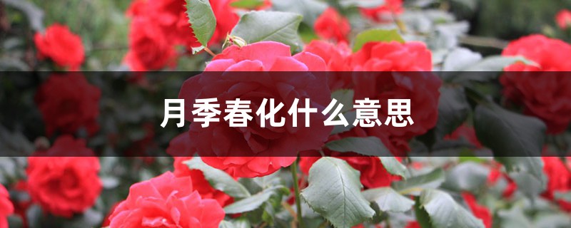 月季春化什么意思,如何春化 月季春化什么意思,如何春化