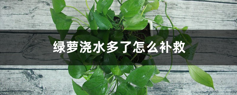 绿萝浇水多了怎么补救,浇什么水长得最旺 绿萝浇水多了怎么补救,浇什么水长得最旺