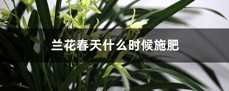 兰花春天什么时候施肥,施什么肥 兰花春天什么时候施肥,施什么肥