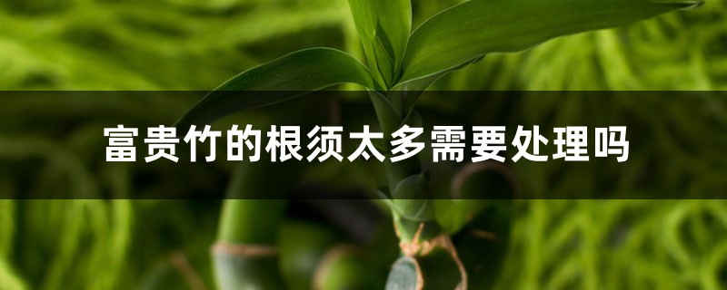 富贵竹的根须太多需要处理吗,怎么处理 富贵竹的根须太多需要处理吗,怎么处理