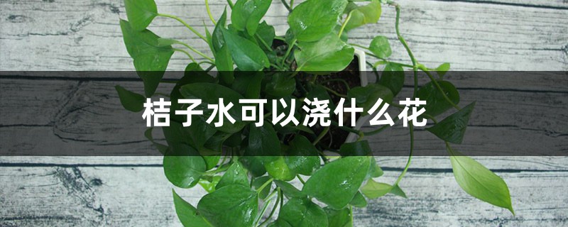 桔子水可以浇什么花,可以浇绿萝吗 桔子水可以浇什么花,可以浇绿萝吗