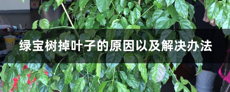 绿宝树掉叶子的原因以及解决办法,掉叶子还会长吗 绿宝树掉叶子的原因以及解决办法,掉叶子还会长吗
