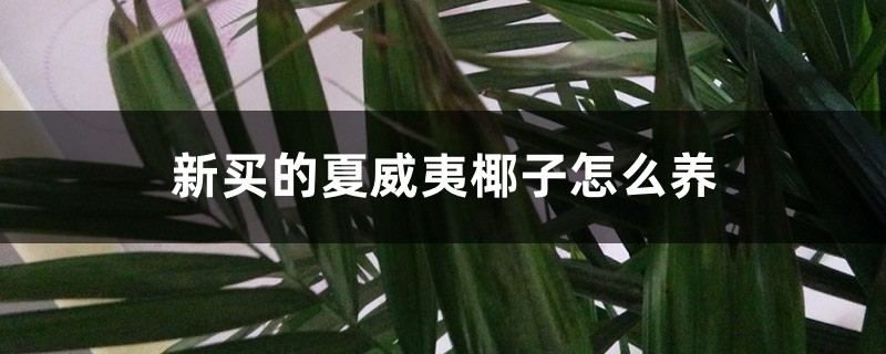 新买的夏威夷椰子怎么养 新买的夏威夷椰子怎么养