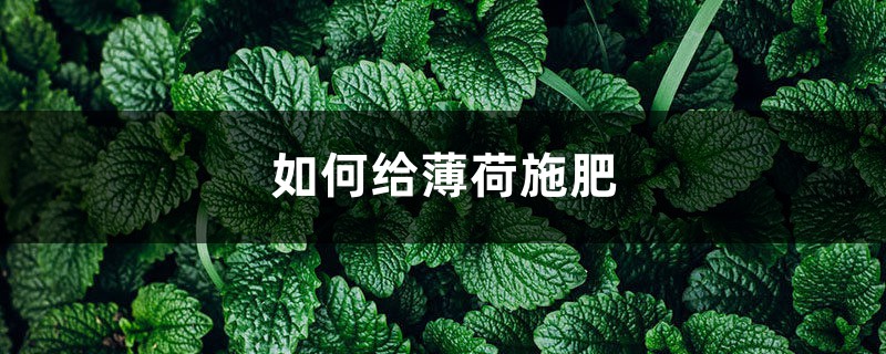 薄荷施肥方法,用什么肥好 薄荷施肥方法,用什么肥好