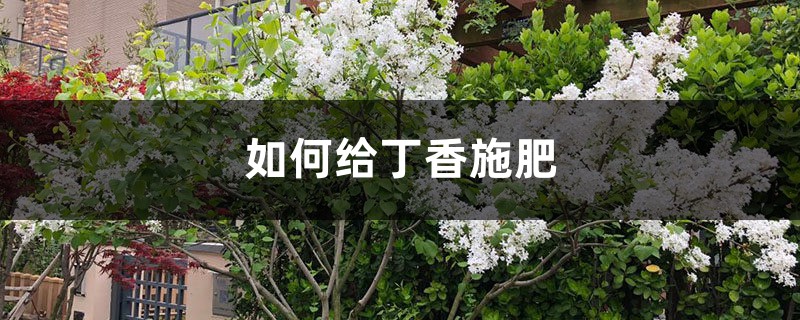丁香施肥方法,用什么肥好 丁香施肥方法,用什么肥好