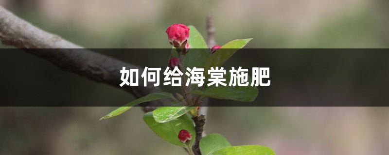 海棠施肥方法,用什么肥好 海棠施肥方法,用什么肥好