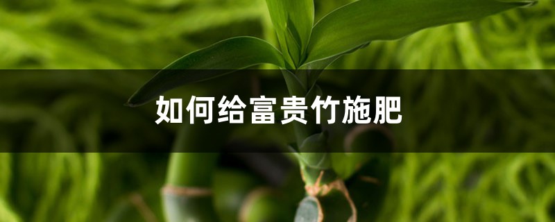 富贵竹施肥方法,用什么肥好 富贵竹施肥方法,用什么肥好