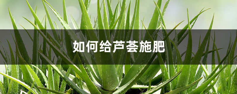 芦荟施肥方法,用什么肥好 芦荟施肥方法,用什么肥好